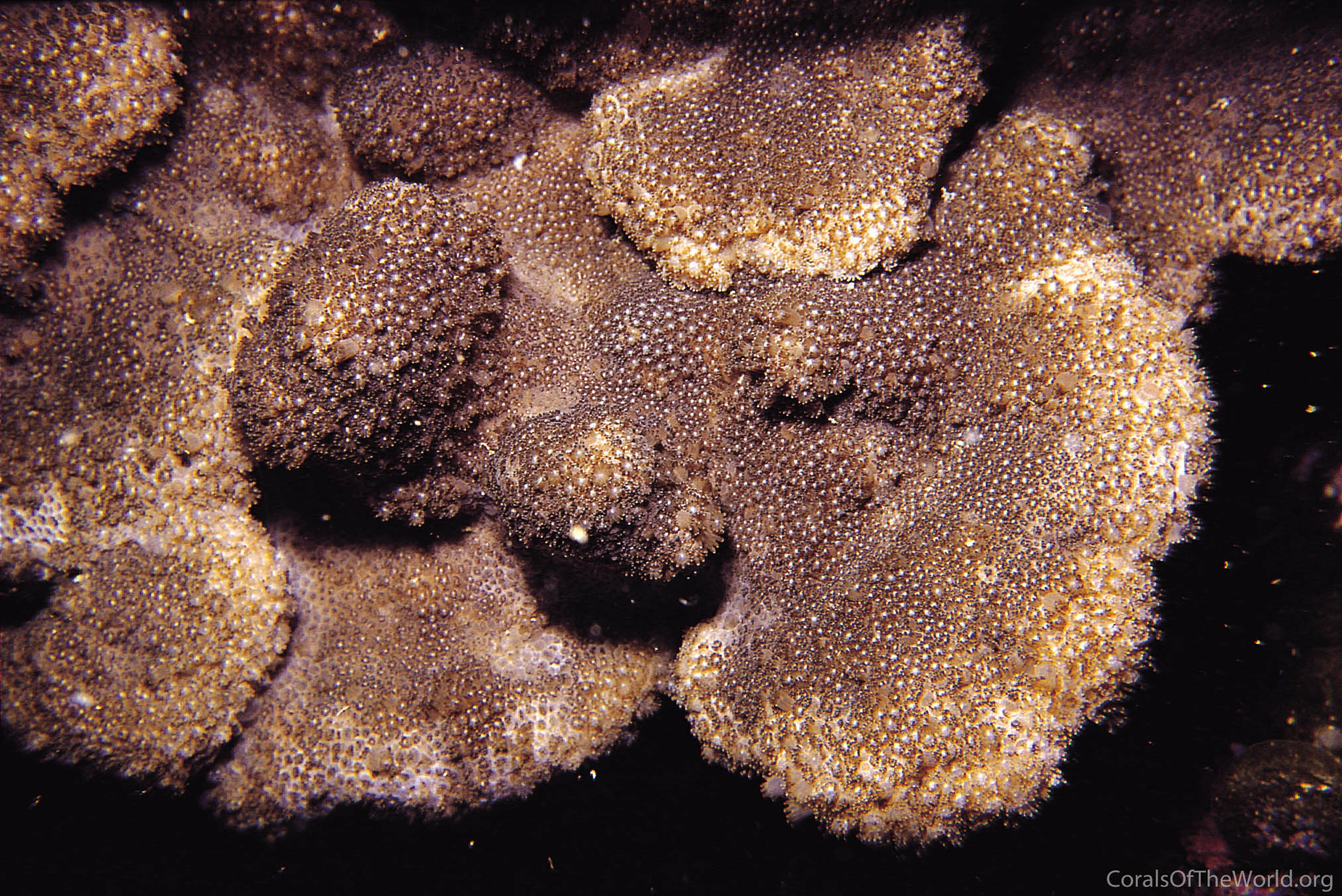 Alveopora spongiosa