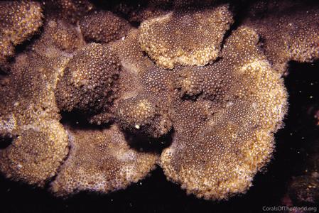 CotW preview: Alveopora spongiosa