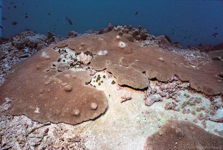 CotW: Alveopora spongiosa