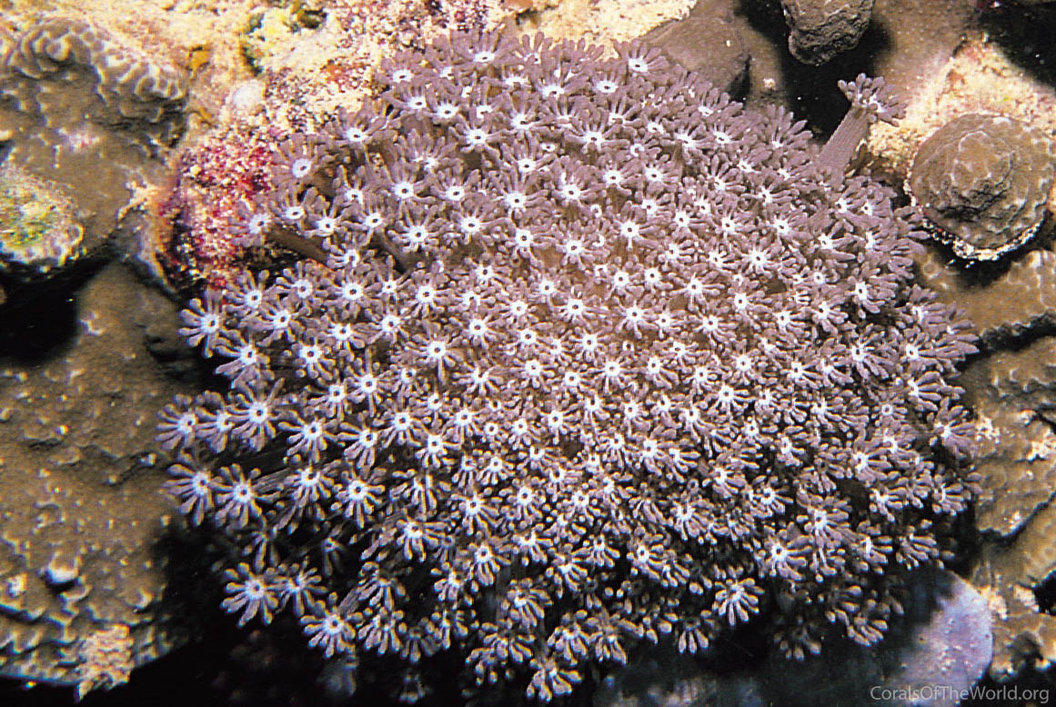 Alveopora tizardi