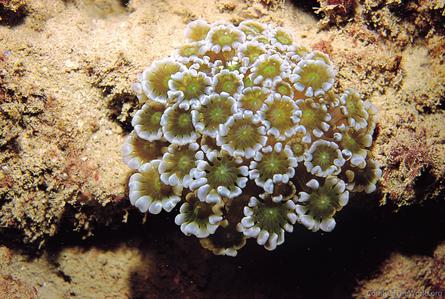 CotW: Alveopora tizardi