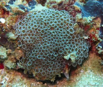 CotW: Alveopora tizardi