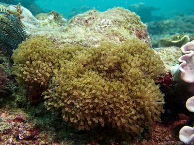 CotW preview: Alveopora verrilliana