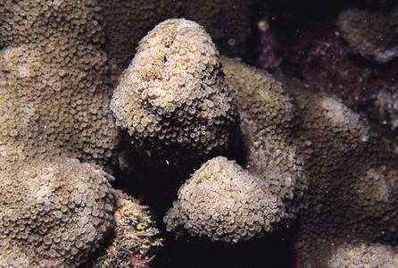 CotW preview: Alveopora viridis