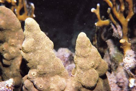 CotW preview: Alveopora viridis