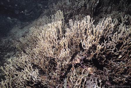 CotW preview: Anacropora forbesi