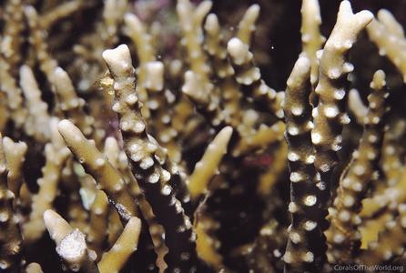 CotW: Anacropora forbesi