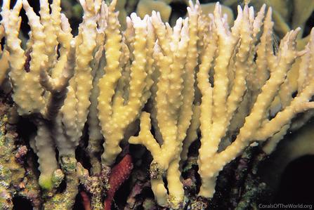 CotW: Anacropora forbesi