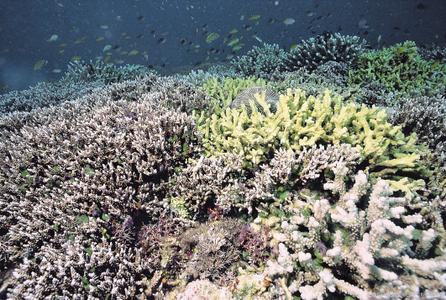 CotW preview: Anacropora matthaii