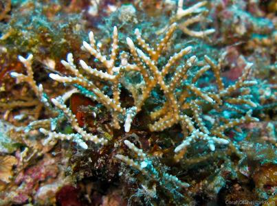CotW: Anacropora matthaii