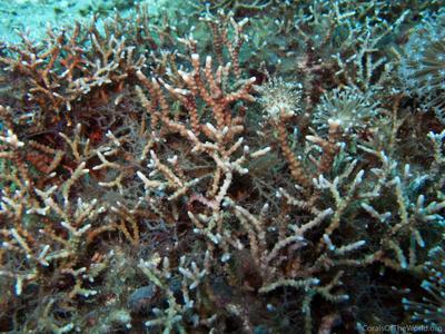CotW: Anacropora matthaii