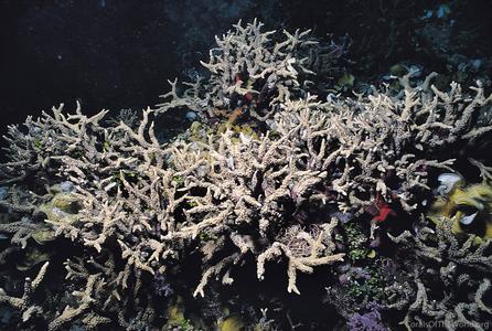 CotW preview: Anacropora pillai