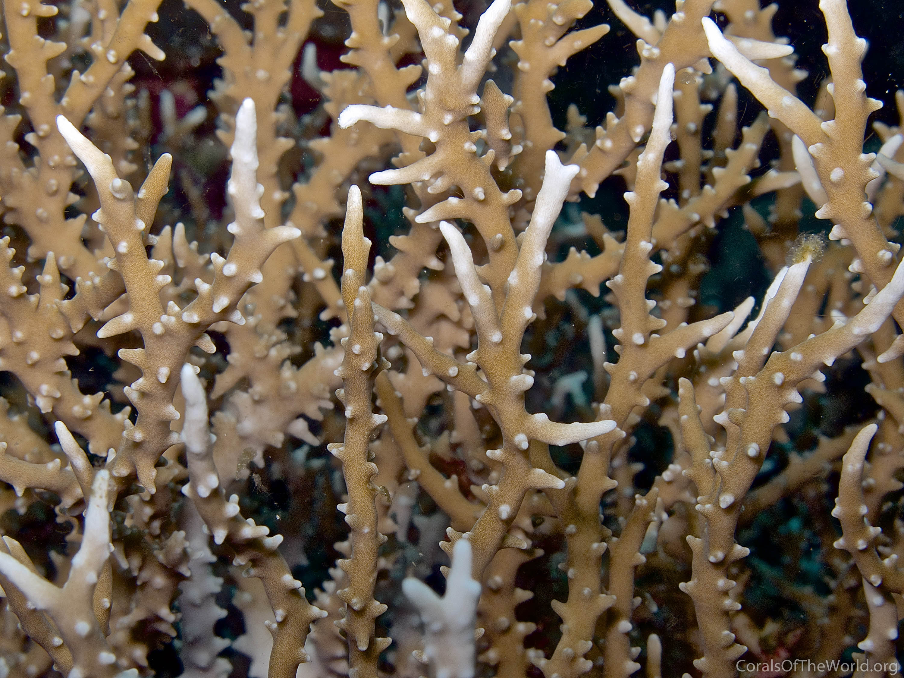 Image from Corals of the World: Anacropora puertogalerae