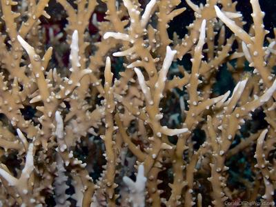 CotW preview: Anacropora puertogalerae