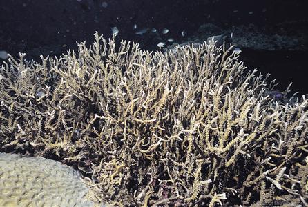 CotW: Anacropora puertogalerae