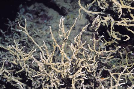 CotW: Anacropora puertogalerae