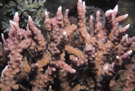 CotW: Anacropora reticulata