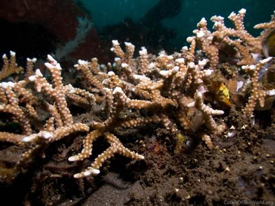 CotW: Anacropora reticulata