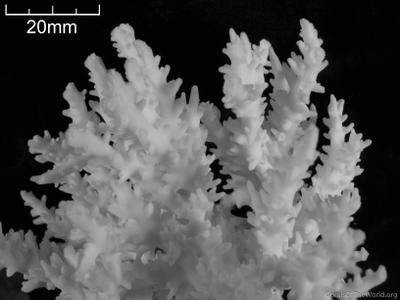 CotW: Anacropora spinosa