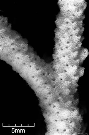 CotW: Anacropora spumosa