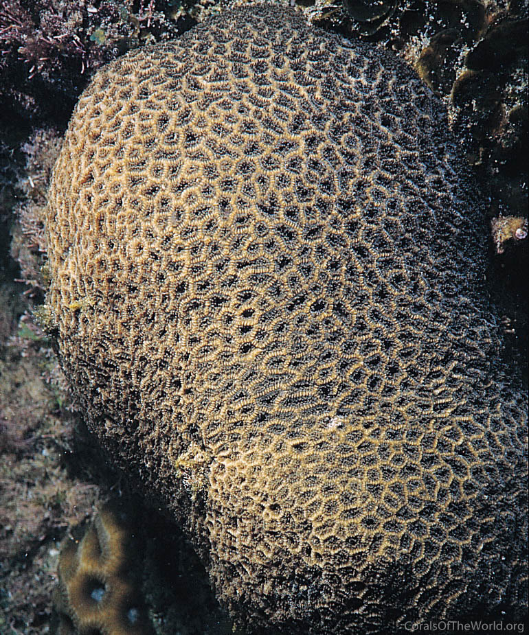 Image from Corals of the World: Anomastraea irregularis