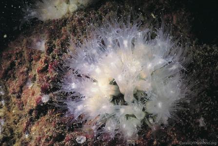 CotW: Astrangia poculata
