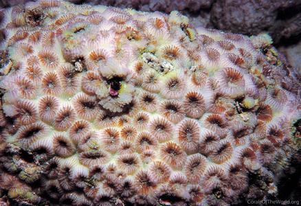 CotW: Astrea curta