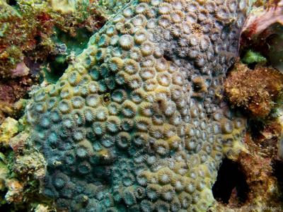 CotW: Astrea curta