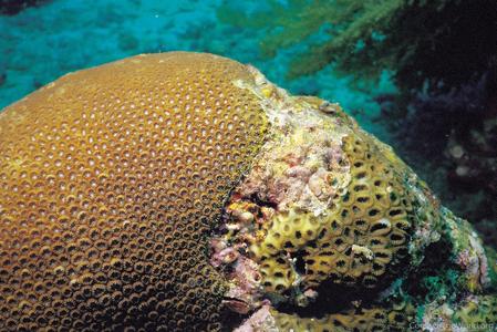 CotW: Astrea rotulosa