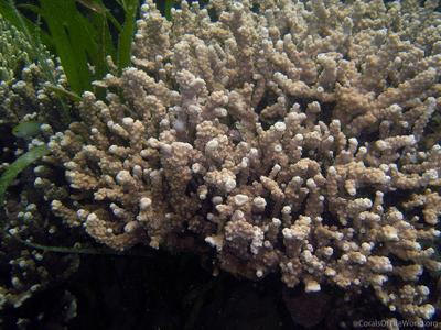 CotW preview: Astreopora cenderawasih