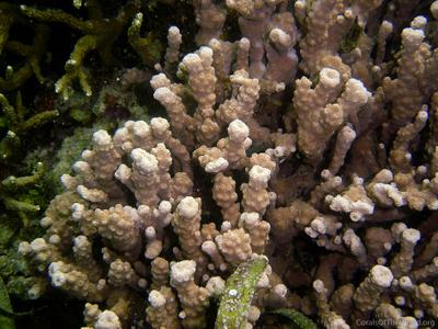 CotW: Astreopora cenderawasih