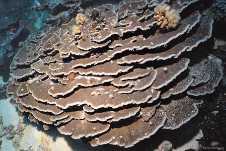 CotW: Astreopora expansa