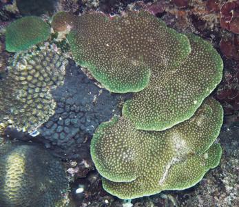 CotW: Astreopora expansa