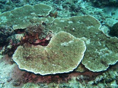 CotW: Astreopora expansa
