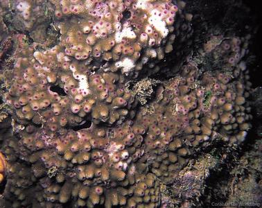 CotW preview: Astreopora gracilis