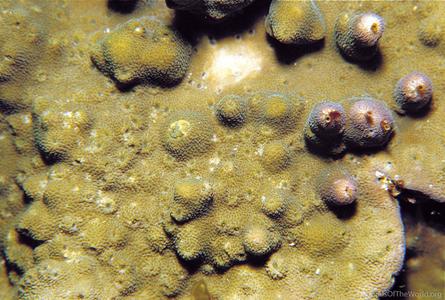 Astreopora incrustans