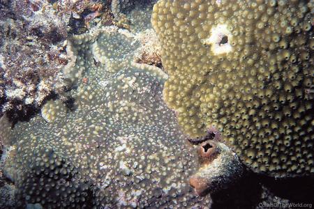 CotW: Astreopora incrustans