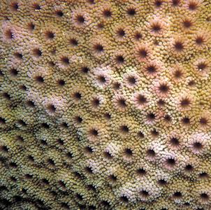 CotW: Astreopora listeri
