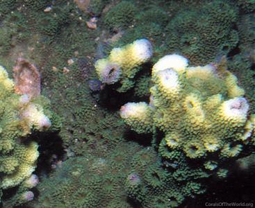CotW: Astreopora macrostoma