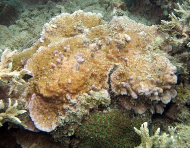 Astreopora moretonensis