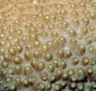 CotW: Astreopora randalli