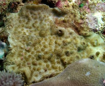 CotW: Astreopora randalli
