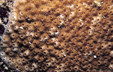 CotW preview: Astreopora scabra