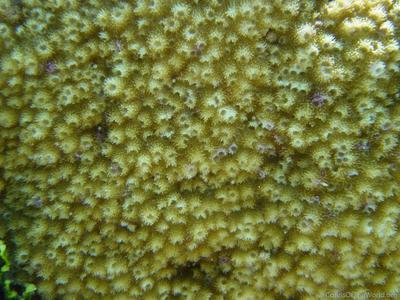 CotW preview: Astreopora scabra
