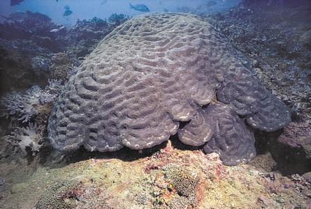 CotW preview: Australomussa rowleyensis