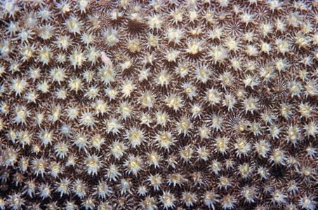 CotW: Bernardpora stutchburyi