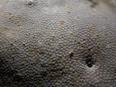 CotW: Bernardpora stutchburyi
