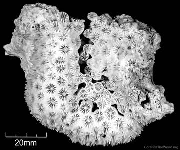 Blastomussa loyae