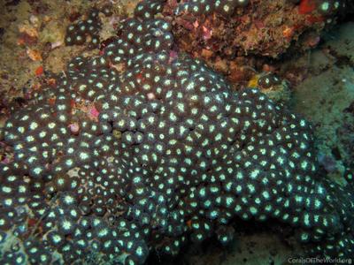 CotW preview: Blastomussa merleti