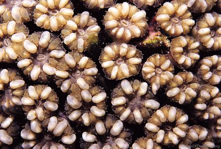 CotW: Blastomussa merleti
